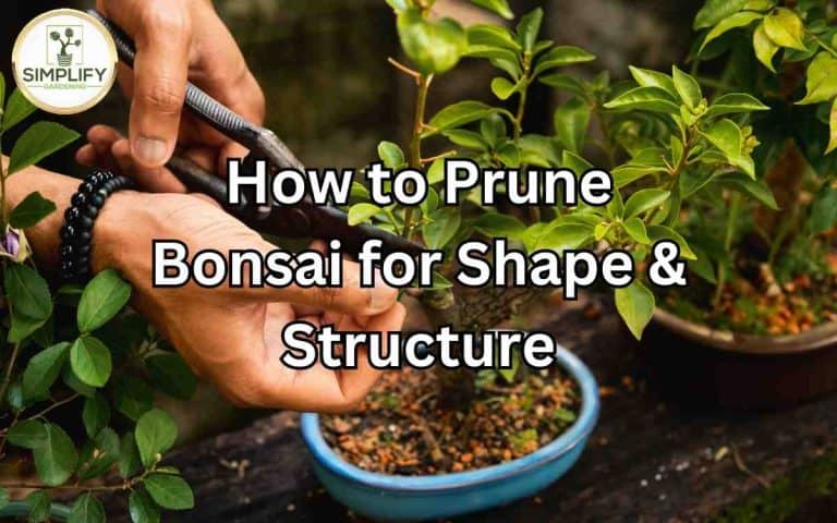 Prune bonsai shape structure — practical growing guidance from Tony O'Neill at simplifygardening.com