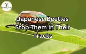 A close-up image of Japanese beetles on a leaf, highlighting the need to stop Japanese beetles from causing damage. Stop Japanese Beetles: Effective strategies to protect your plants.