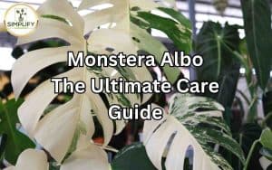 A beautiful image showcasing the distinct white-variegated leaves of a Monstera Albo plant. Monstera Albo care: Essential tips for nurturing this unique and stunning variegated plant.