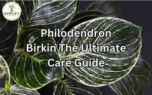 Philodendron Birkin plant with dark green leaves and white pinstripes, showcasing its unique pattern. Philodendron Birkin Care.