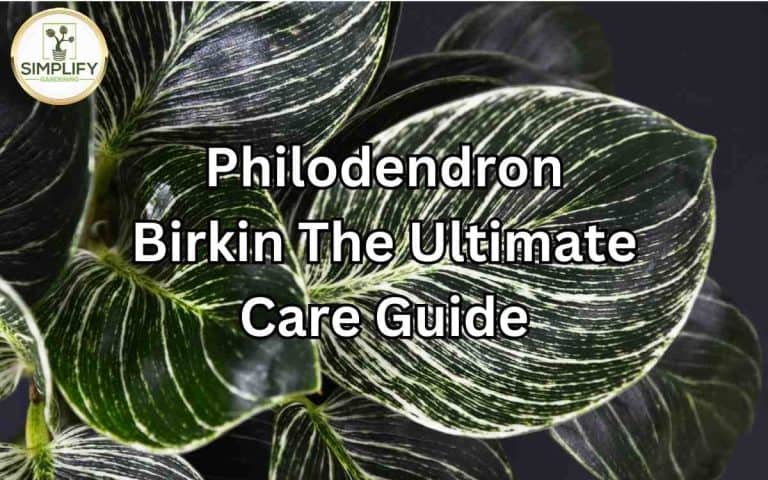 Philodendron birkin ultimate care guide with care tips from Tony O'Neill's houseplant guides at simplifygardening.com