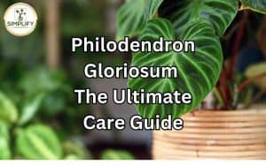 A stunning image showcasing the velvety leaves and distinct veining of a Philodendron Gloriosum plant. Philodendron Gloriosum Care: Essential tips for nurturing this exquisite and unique plant.