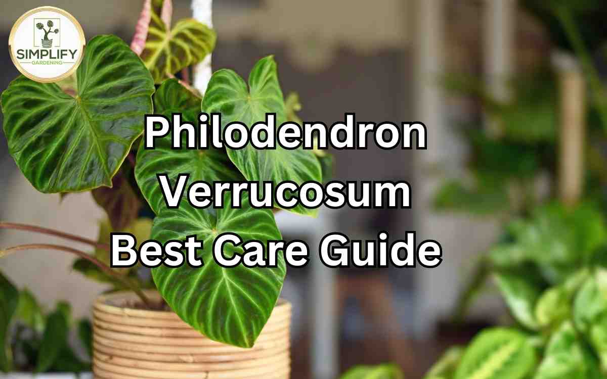 Philodendron Verrucosum  Best Care Guide - Simplify Gardening