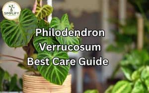 A close-up image of a Philodendron Verrucosum leaf, showcasing its velvety texture and striking patterns. Philodendron Verrucosum Care: Essential tips for nurturing this unique and stunning plant.
