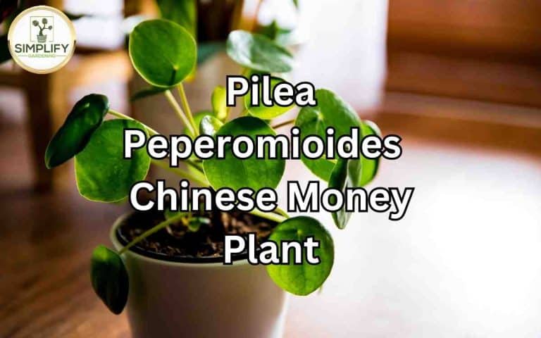 Houseplant showing pilea peperomioides chinese money plant — growing and care advice at simplifygardening.com