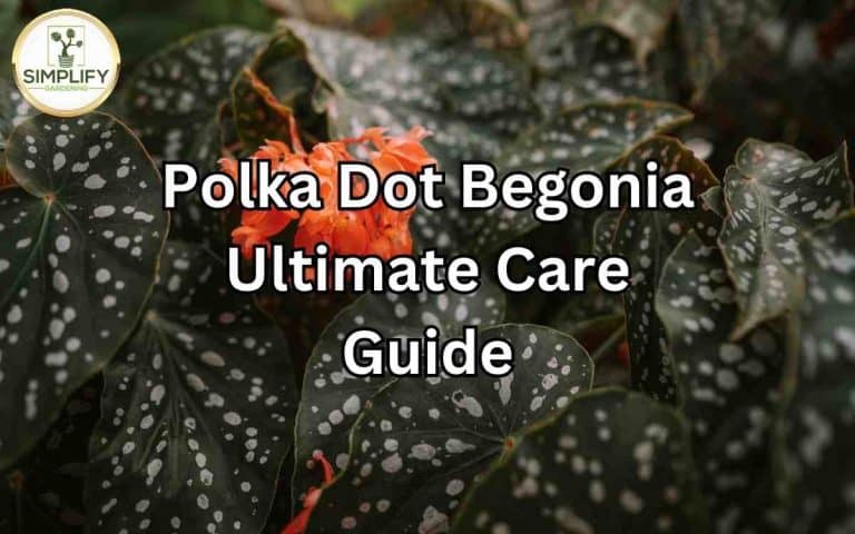 Houseplant showing polka dot begonia ultimate care guide — growing and care advice at simplifygardening.com