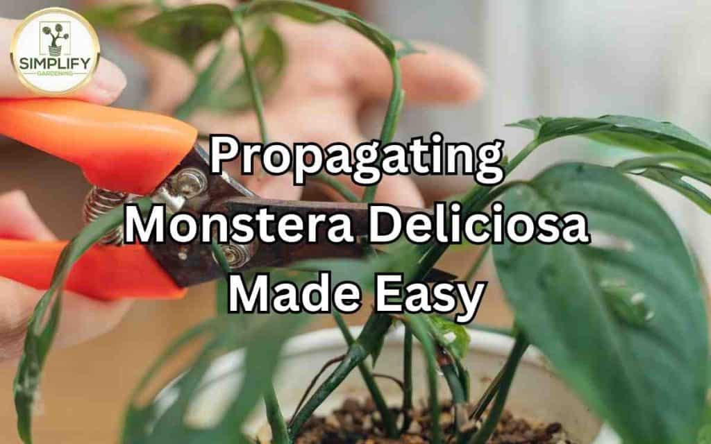 Grow your Monstera family: Propagating Monstera Deliciosa made easy -  Simplify Gardening