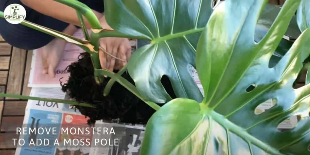 How To Repot Monstera Using A Moss Pole Simplify Gardening