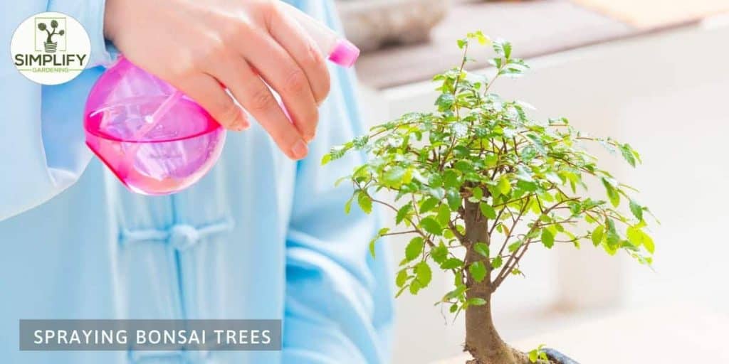 How and When to Fertilize Bonsai Trees Simplify Gardening