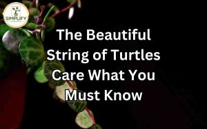 Close-up of a String of Turtles plant with small round leaves resembling turtle shells, showcasing its unique beauty. String of Turtles.