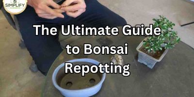 The Ultimate Guide to Bonsai Repotting