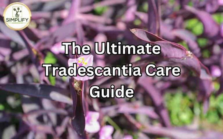 Ultimate tradescantia care guide — honest, systems-based gardening advice from simplifygardening.com