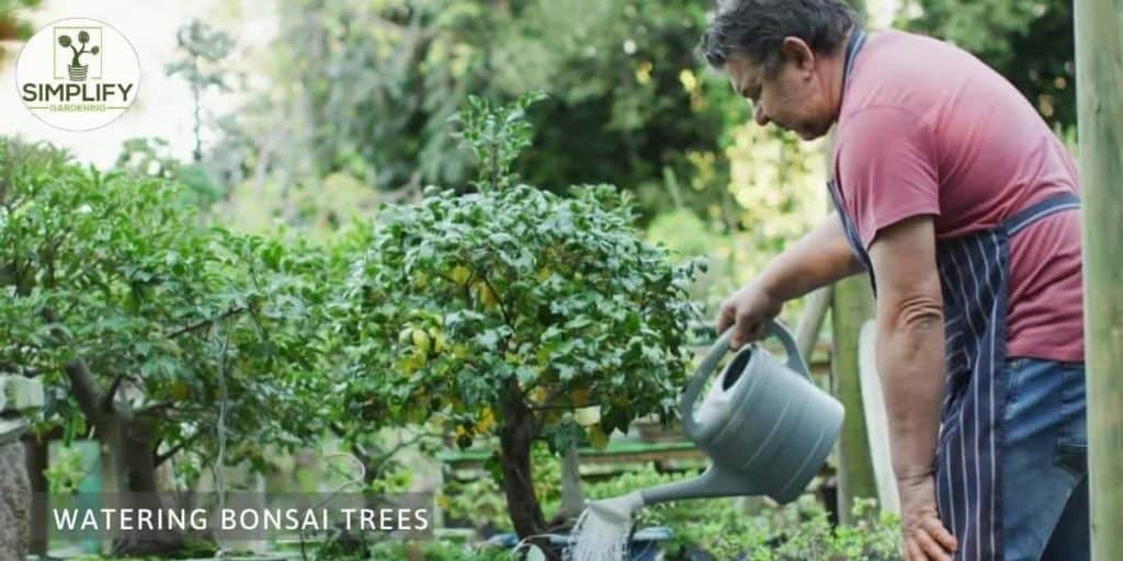 How and When to Fertilize Bonsai Trees Simplify Gardening