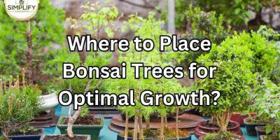 Where to Place Bonsai Trees For Optimal Growth?