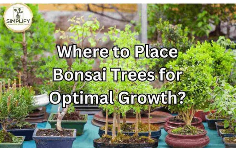 Place bonsai trees optimal growth covered in Tony O'Neill's Simplify Gardening at simplifygardening.com