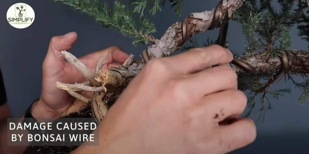 Wiring Bonsai for Better Shape Simplify Gardening