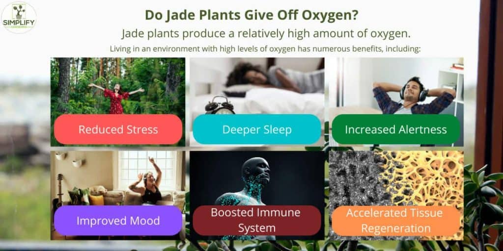 Do Jade Plants Purify The Air In Your Home? Simplify Gardening