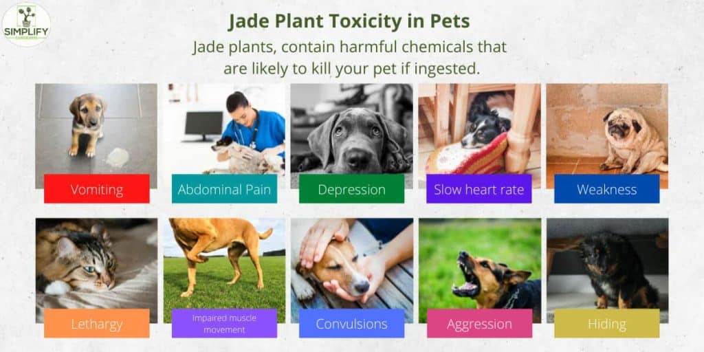 Is Your Jade Plant Toxic To Your Pets? Find Out Now! Simplify Gardening