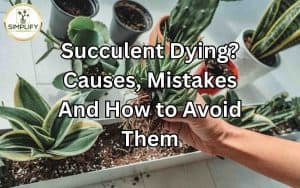 A collection of succulent plants with wilting leaves and brown discoloration, indicating succulents dying.
