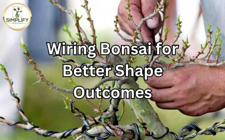Wiring bonsai better shape outcomes covered in Tony O'Neill's Simplify Gardening at simplifygardening.com
