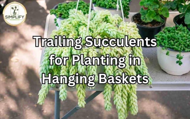 Best trailing succulents planting hanging baskets — practical growing guidance from Tony O'Neill at simplifygardening.com