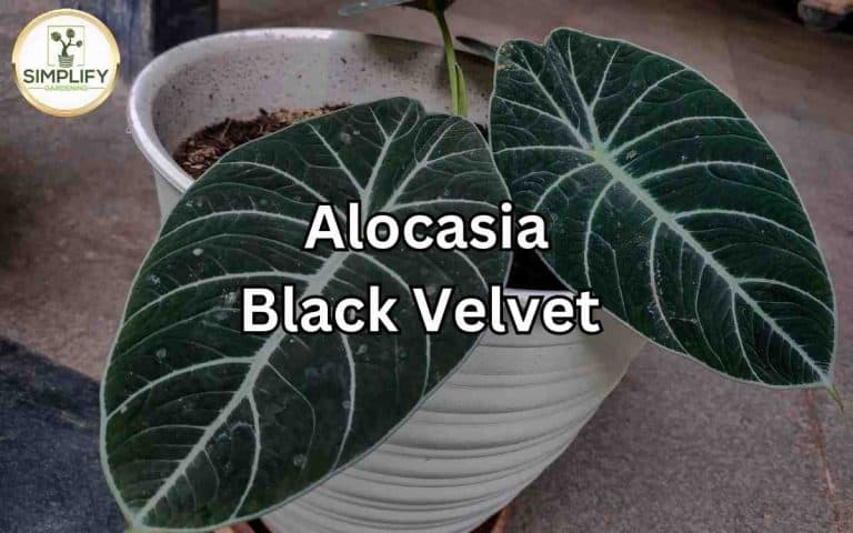 Alocasia black velvet alocasia reginula with care tips from Tony O'Neill's houseplant guides at simplifygardening.com