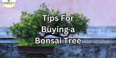 BEST Tips When Buying a Unique Bonsai Tree