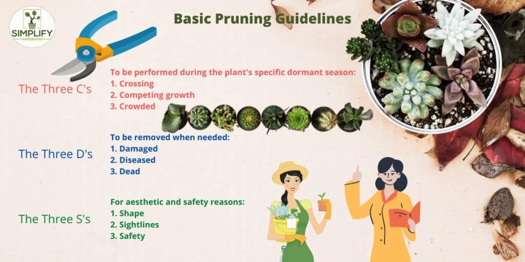 How to Prune a Succulent For Better Growth Simplify Gardening