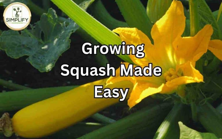 Vegetable garden showing beginners guide growing squash made easy — growing guide at simplifygardening.com