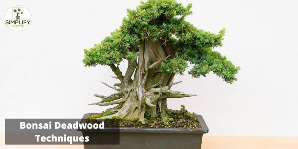 How to Create Stunning Bonsai Deadwood Sculptures Simplify Gardening