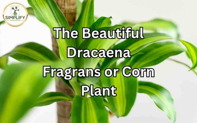 Care guide beautiful dracaena fragrans corn plant — practical houseplant care guidance from Tony O'Neill at simplifygardening.com