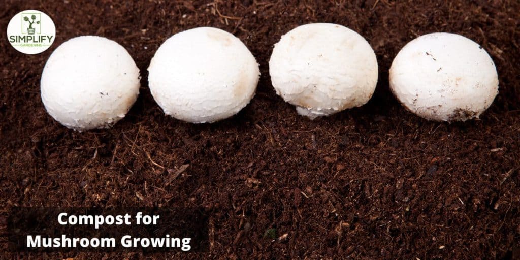 What is in Mushroom Compost? Simplify Gardening