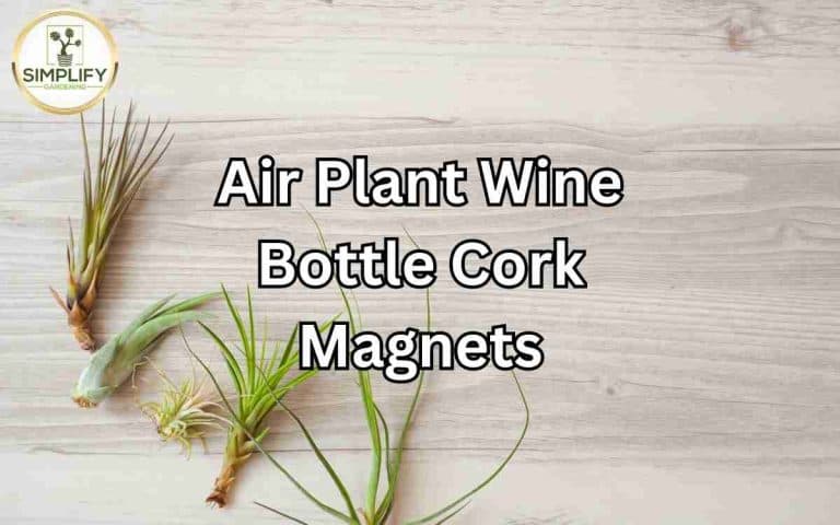 Create beautiful air plant wine bottle cork magnets with care tips from Tony O'Neill's houseplant guides at simplifygardening.com
