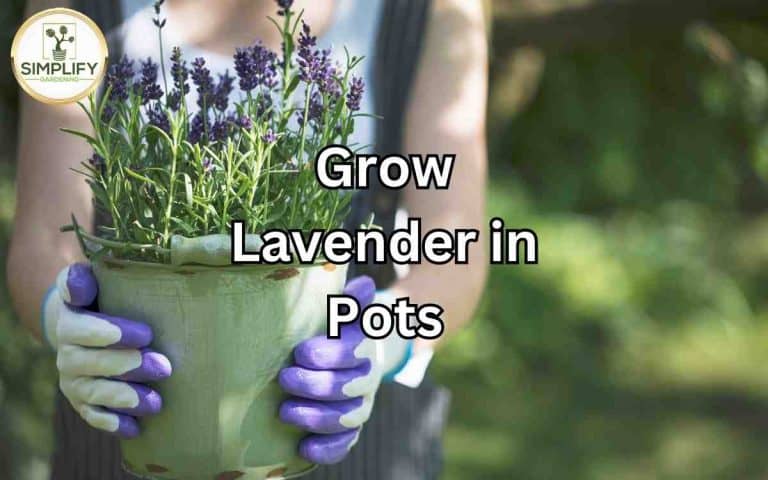 Grow lavender pots — practical growing guidance from Tony O'Neill at simplifygardening.com