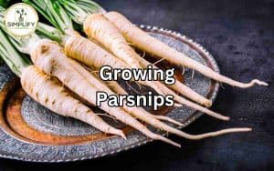 A cluster of mature parsnip plants with leafy tops, representing the growth of parsnips at home.