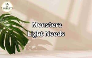 A Monstera plant with large, fenestrated leaves basking in bright, indirect sunlight, illustrating the ideal light needs for Monstera plants.