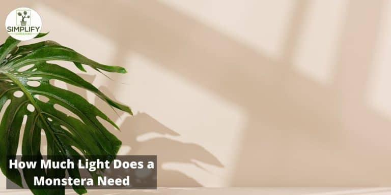 How Much Light Does a Monstera Need? - Simplify Gardening