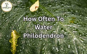 A lush green Philodendron plant in a ceramic pot, surrounded by droplets of water, highlighting the importance of proper watering for Philodendron care.