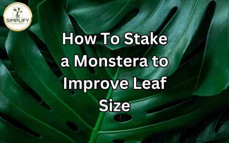 Stake monstera improve leaf size demonstrating composting techniques taught by Tony O'Neill at simplifygardening.com
