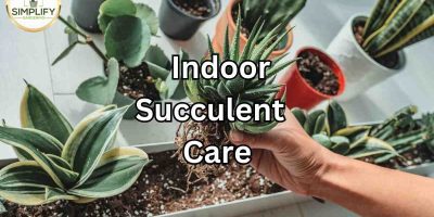 15 Easy To Grow Succulents for Beginners - Simplify Gardening