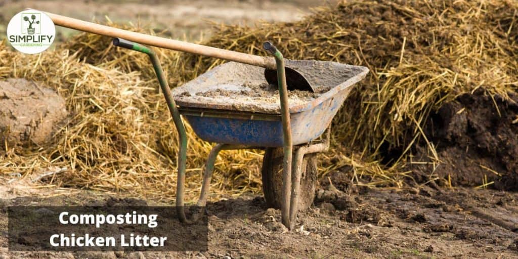 How to Compost Chicken Manure Simplify Gardening