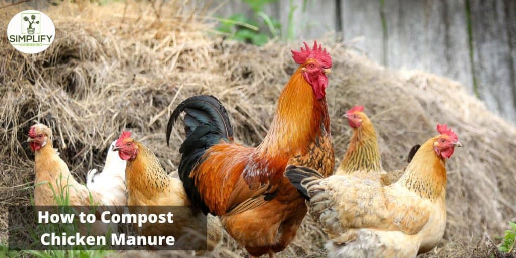 How to Compost Chicken Manure Simplify Gardening