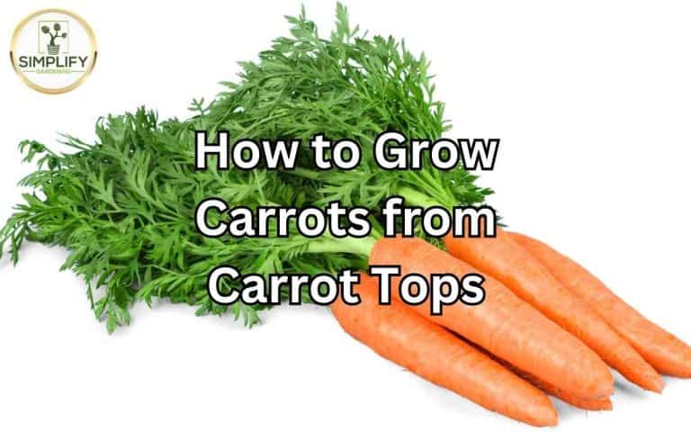 Vegetable garden showing grow carrots carrot tops — growing guide at simplifygardening.com