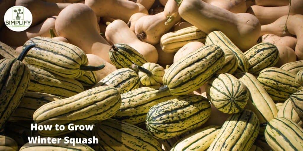 Beginner's Guide Growing Squash Made Easy Simplify Gardening