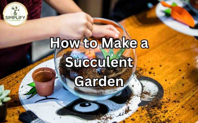 Houseplant showing make succulent garden — growing and care advice at simplifygardening.com