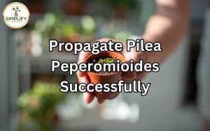 A close-up image of Pilea Peperomioides plant with multiple healthy leaves. Learn how to successfully propagate Pilea Peperomioides.