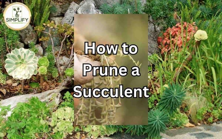 Houseplant showing prune succulent better growth — growing and care advice at simplifygardening.com
