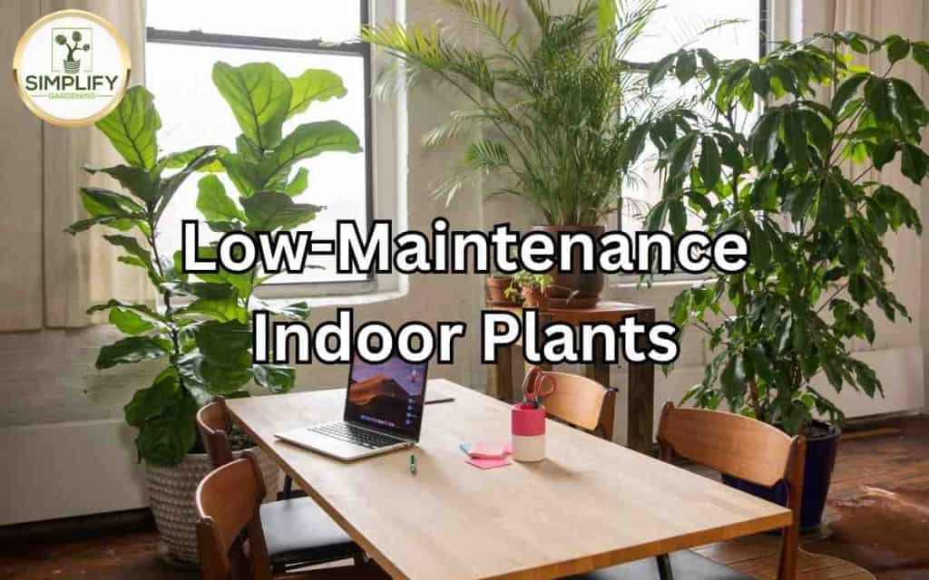 Best Low Maintenance Indoor Plants for Beginners Conclusion