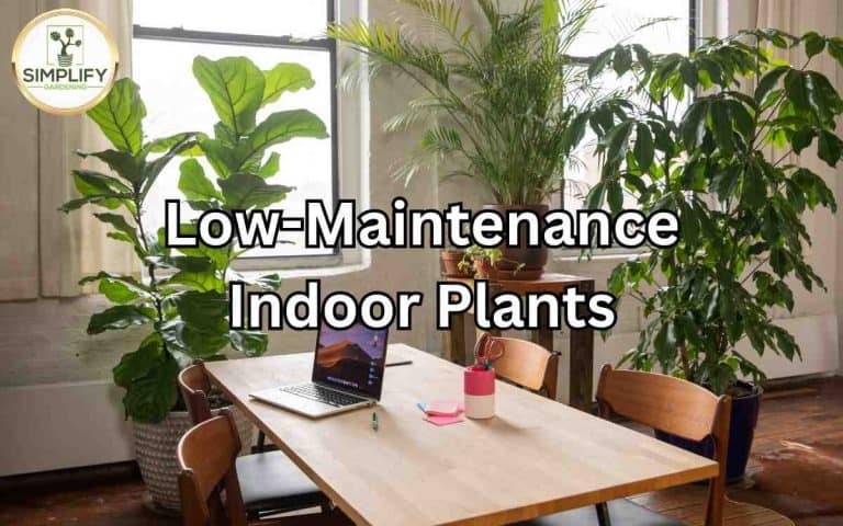 Low maintenance indoor plants covered in Tony O'Neill's Simplify Gardening at simplifygardening.com
