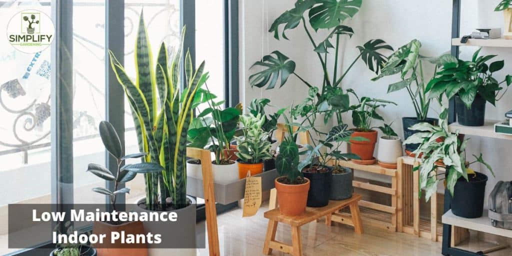 LowMaintenance Indoor Plants 15 Of the Easiest to Grow! Simplify Gardening